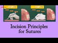 Surgery Series 3(2) : Incision Principles for Sutures