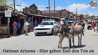 Oatman - Eselstreicheln in der Westernstadt in Arizona