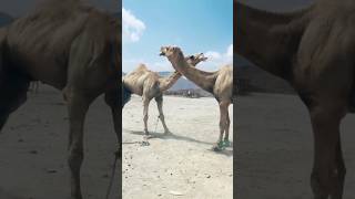 هذه هي مسابقة زوج الجمل | shorts camel viral