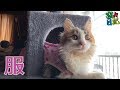 エリザベスカラーを嫌がるのでお腹を舐めないように服を着させてみました。　三毛猫(ミロンちゃん)