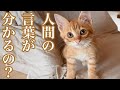 人間の言葉が分かるの？／子猫を保護して不思議だったこと