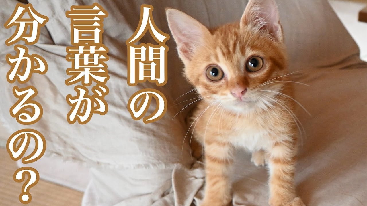 人間の言葉が分かるの？／子猫を保護して不思議だったこと