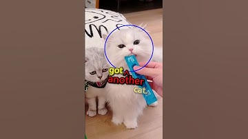 This CAT was being IGNORED 🥺 #shorts #cats #sad