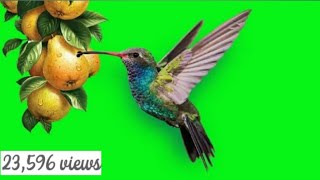 GREEN SCREEN hummingbird with flowers and fruits effect Footage HD| birds flying chroma key NCR