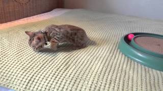 Bengal Boy5 Kitten At 7-Weeks 92015 Bengalbasket, Madison, Wi Bengalbasket915