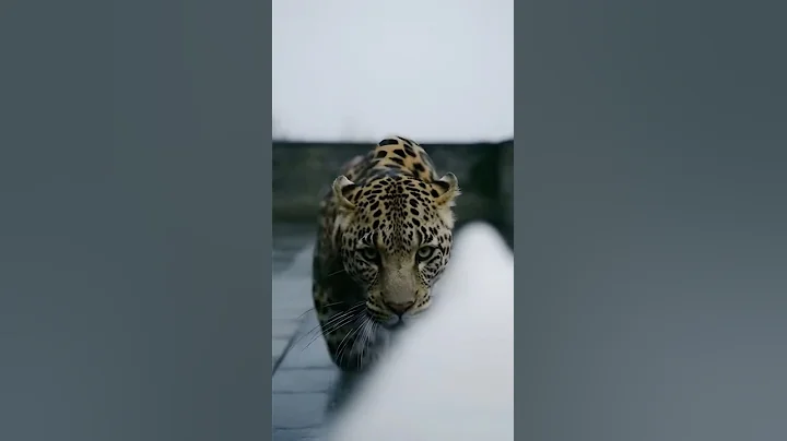 Video 11848141: siamese cat dog, leopard cat, furry