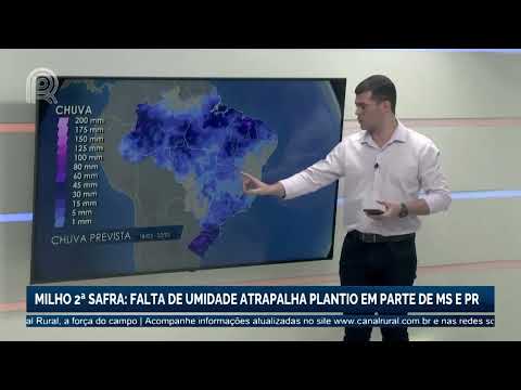 Milho 2ª safra: falta de umidade atrapalha plantio em parte de Mato Grosso do Sul e Paraná