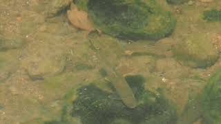 1080629南港四分溪粗首馬口鱲與鯝魚