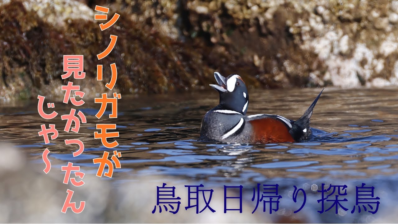 シノリガモが見たかったんじゃ! - YouTube