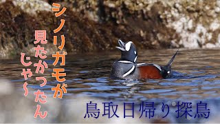 シノリガモが見たかったんじゃ! - YouTube