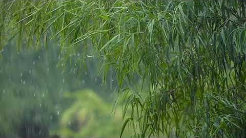 1 HOUR MEDITATION - CALM RAINY DAY | HUMMINGBIRD 365 #Relaxing