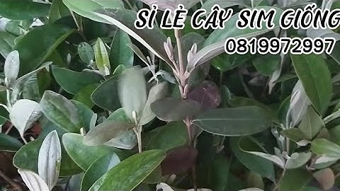 Sỉ lẻ Cây Sim Rừng Giống/ Cây cao rễ nhiều, bầu đẹp/ Ship toàn quốc vụ 2025/ Gọi 0819972997