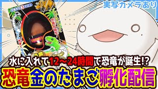 【#雑談】100均で見つけた「恐竜金のたまご」を孵化させる！！！【新人VTuber/半崎ウイネコ】