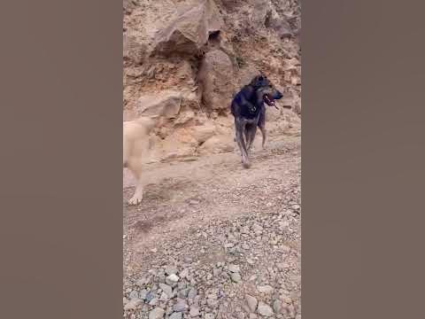 волкадав - YouTube