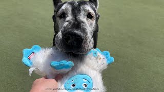 Funny Great Danes Take Mr Snowman Out To Play In Florida