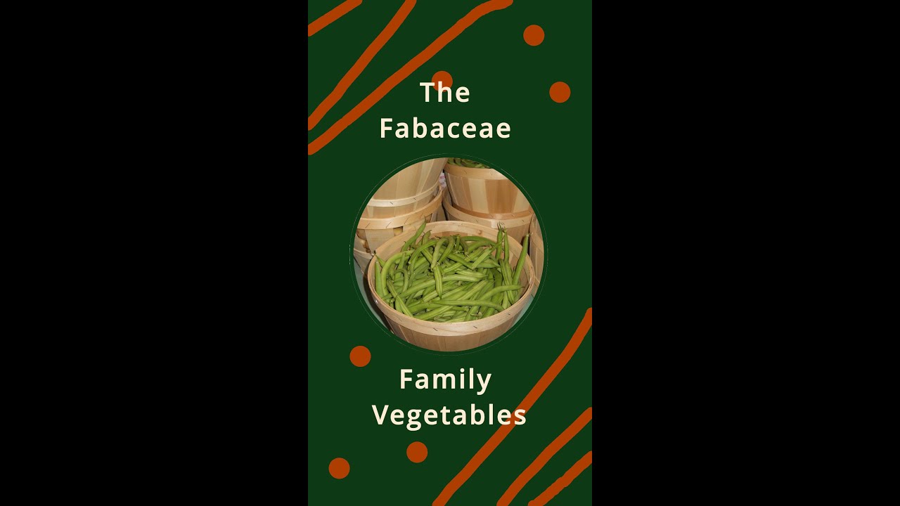 The Fabaceae Family Vegetables (A "Bite Size" Education Video from our Homestead)