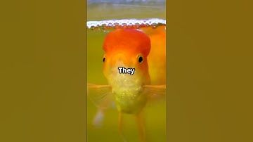 Goldfish: The Underestimated Geniuses of the Aquarium!
