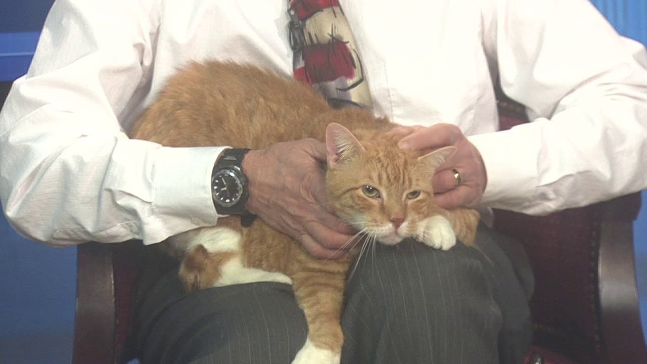 upload image Pet Connection Garfield 2-20-19