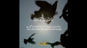 📌إلا أمم أمثالكم📌 سورة الأنعام:٣٨|الشيخ المنشاوي|Surah al An'aam:38|Sheikh Minshawi