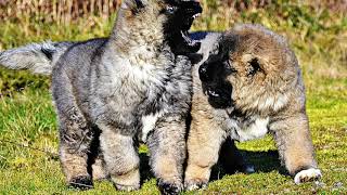 CAUCASOS GALICIA PUPPIES 2018