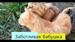 Вот Так Тигра Любит Своих Детей И Внуков!