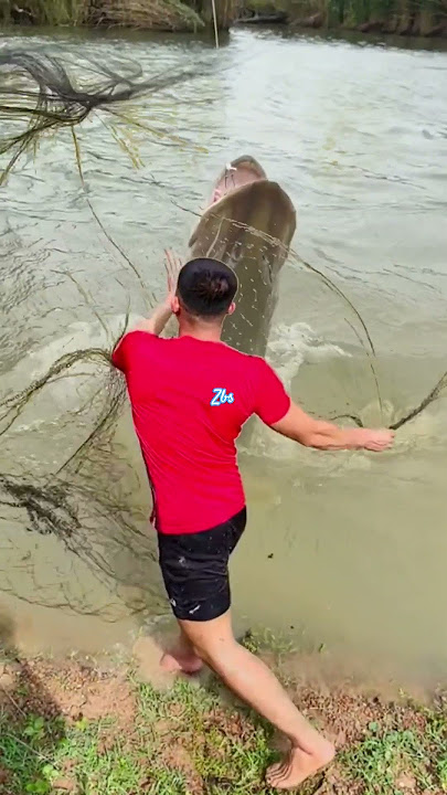 Luar biasa...!! Ikan sebesar ITU berhasil di tangkap #fishing #shortvideo #galeripencarian #fypシ