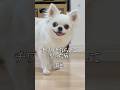 キュートアグレッションって知ってる？#チワワ #あるある #犬のいる生活