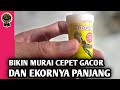 Vitamin untuk burung murai batu agar ekor panjang maksimal, dan cepat vit pasca mabung