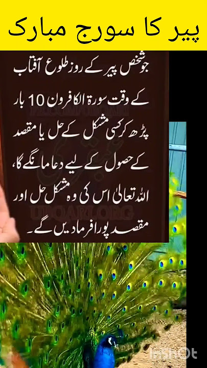 surat kafiroon #quranpak #surat #viralforupage #quraniayat #trendingshorts #Assanwazifah #wazifa4u