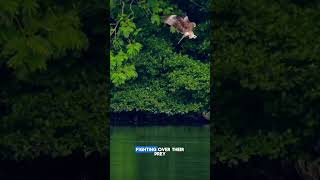Sky duel : A fierce battle of wings #nature #wildlife