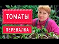 🍅🥒ТОМАТЫ пора переваливать в большие объемы. Ах , как они ароматно пахнут зимой!