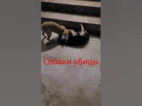 собаки убицы - YouTube