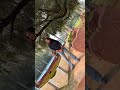 1 day with me 😌#shorts #short #shortvideo #viral #nature
