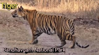 Tiger Sighting At Bandhavgarh Tiger Reserve । Gypsy Safari Of Bandhavgarh National Park  Jeep Safari