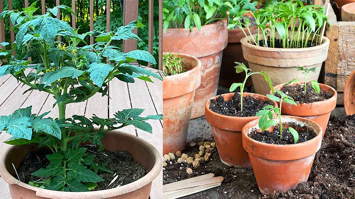 Grow tomatoes  with this method | how to grow tomato plant