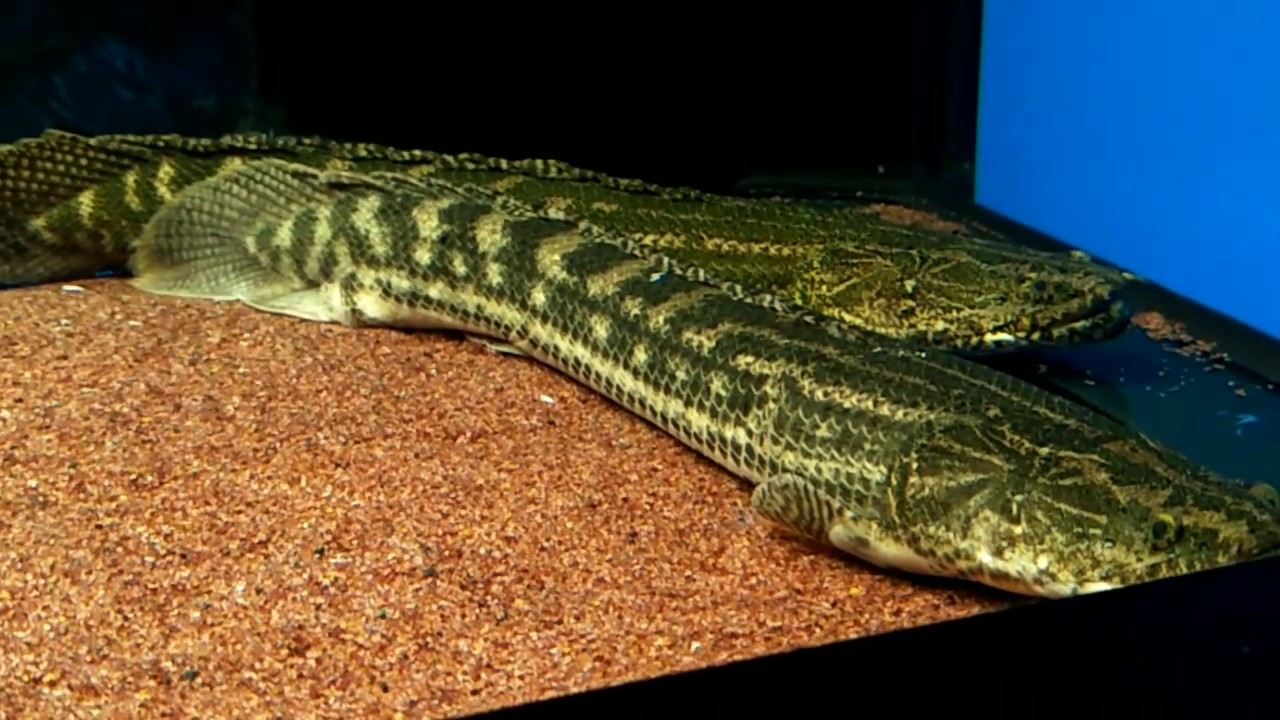 Polypterus Bichir Lapradei - YouTube