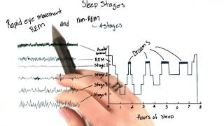 Sleep stages - Intro to Psychology