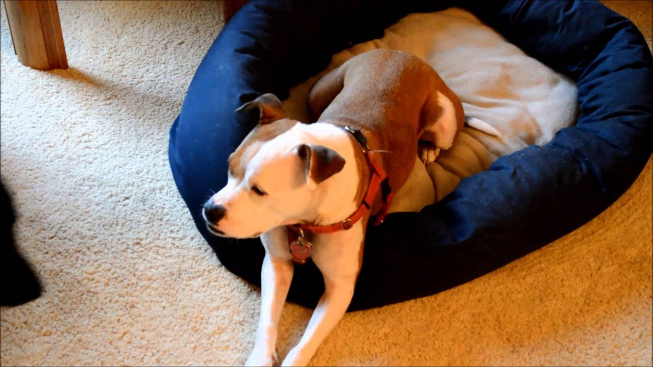 Why Be The Pack Leader With Your Dog? YouTube