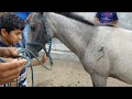 Caballos y Potrancas en San Rafael Cedros El Salvador