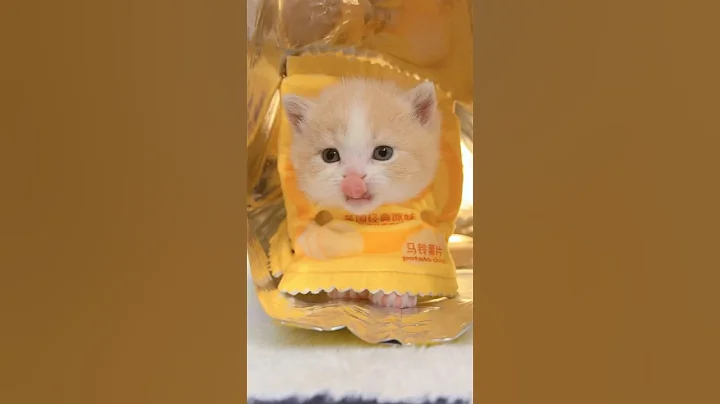 Watch the video about Sweet Baby Cats 🥰😽❤️😻😍 #cat #kitten #cute #funny #cutecat #funnyvideo #meow #shorts #trending