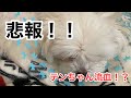 悲報！！テンちゃん流血！？
