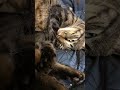 寝ぼけてる猫の鳴き声が可愛すぎる。