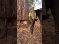 Tree jacking with 45 ton borntrager