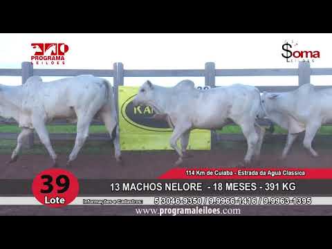 LOTE 39