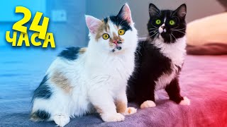 Новые 24 часа с новорожденными котятами и нашими домашними животными / SANI vlog image