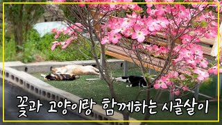Country living in a Korean country house with flowers and cats