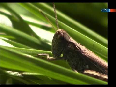 Heuschrecken fressen Madagaskar kahl