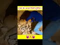 गुफा के अंदर मिली सोने की मूर्ति😱😱 @CrazyXYZ @MRINDIANHACKER #shorts #ytshorts