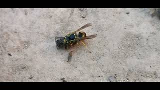 نحلة مصابة بالفاروا تتعرض للهجوم من الدبابير. شاهدوا الفاروا على ظهرها