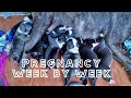 American Bully Dog Pregnancy Stages - Week by week